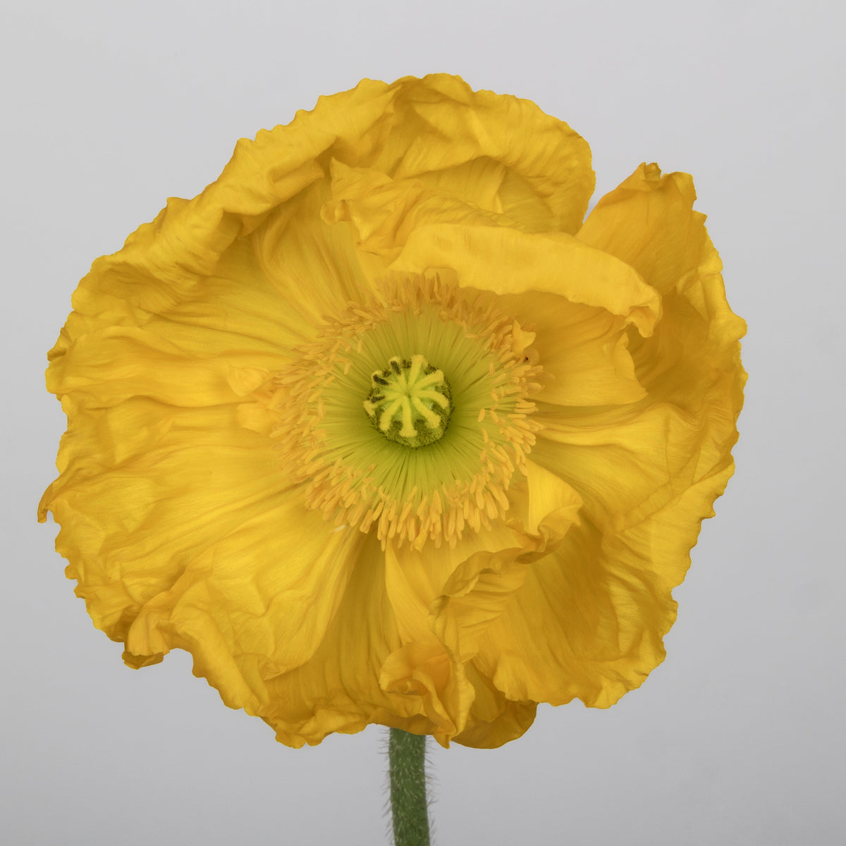 Italian Poppy 'Colibri Giallo’ - 25 SEEDS
