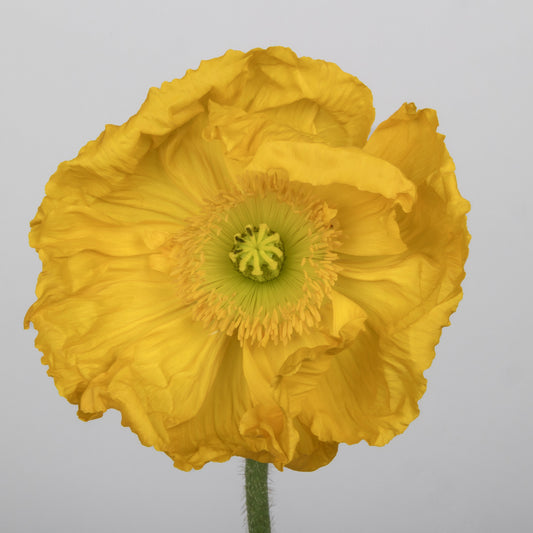 Italian Poppy 'Colibri Giallo’ - 25 SEEDS