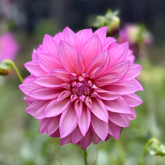 Queen of Mayfield 01-22 (N/A)