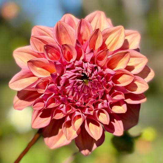 Queen of Mayfield 17-22 (N/A)