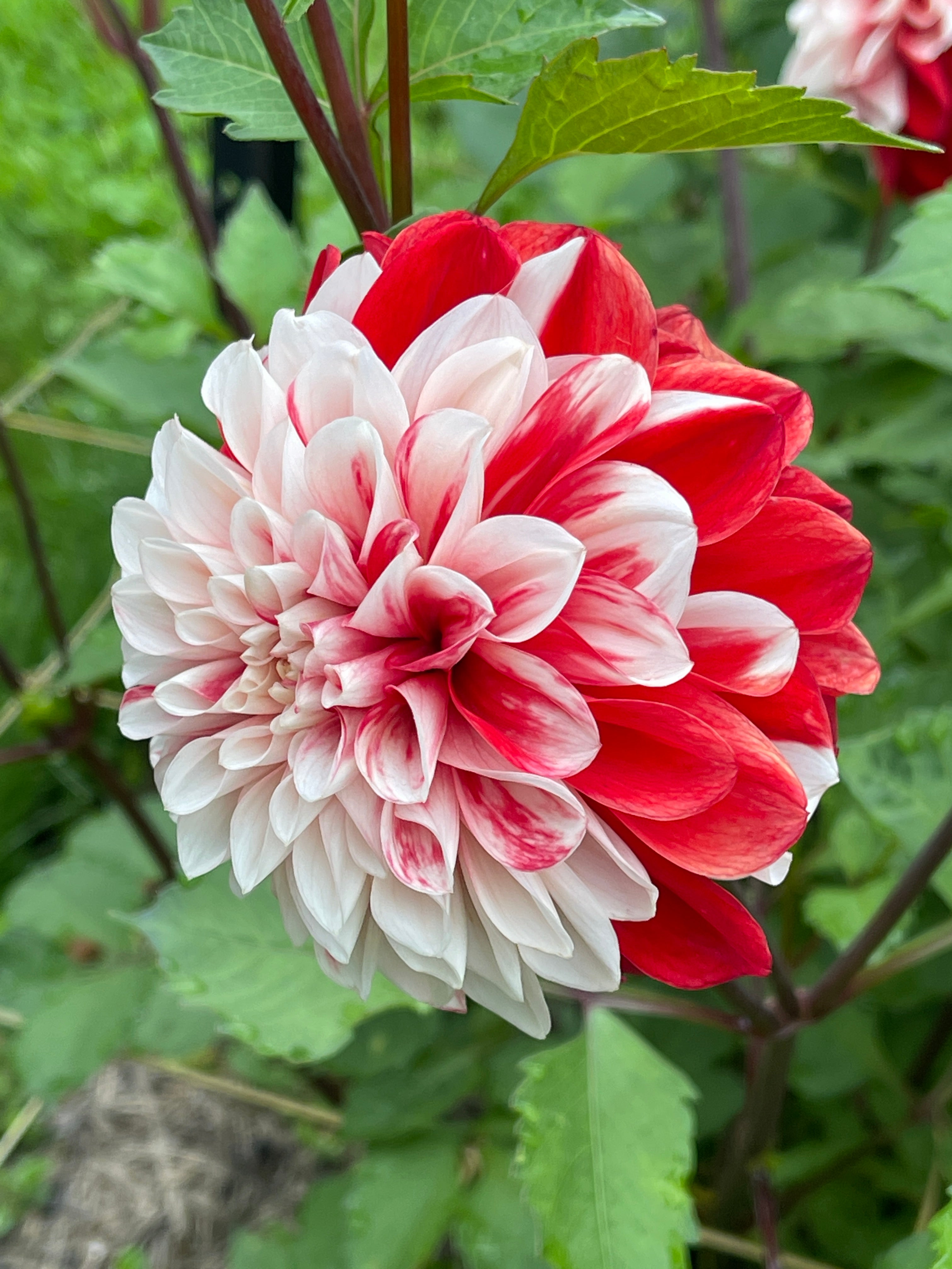 Rossinni Roses Roshini – Southern Highlands Flower Farm