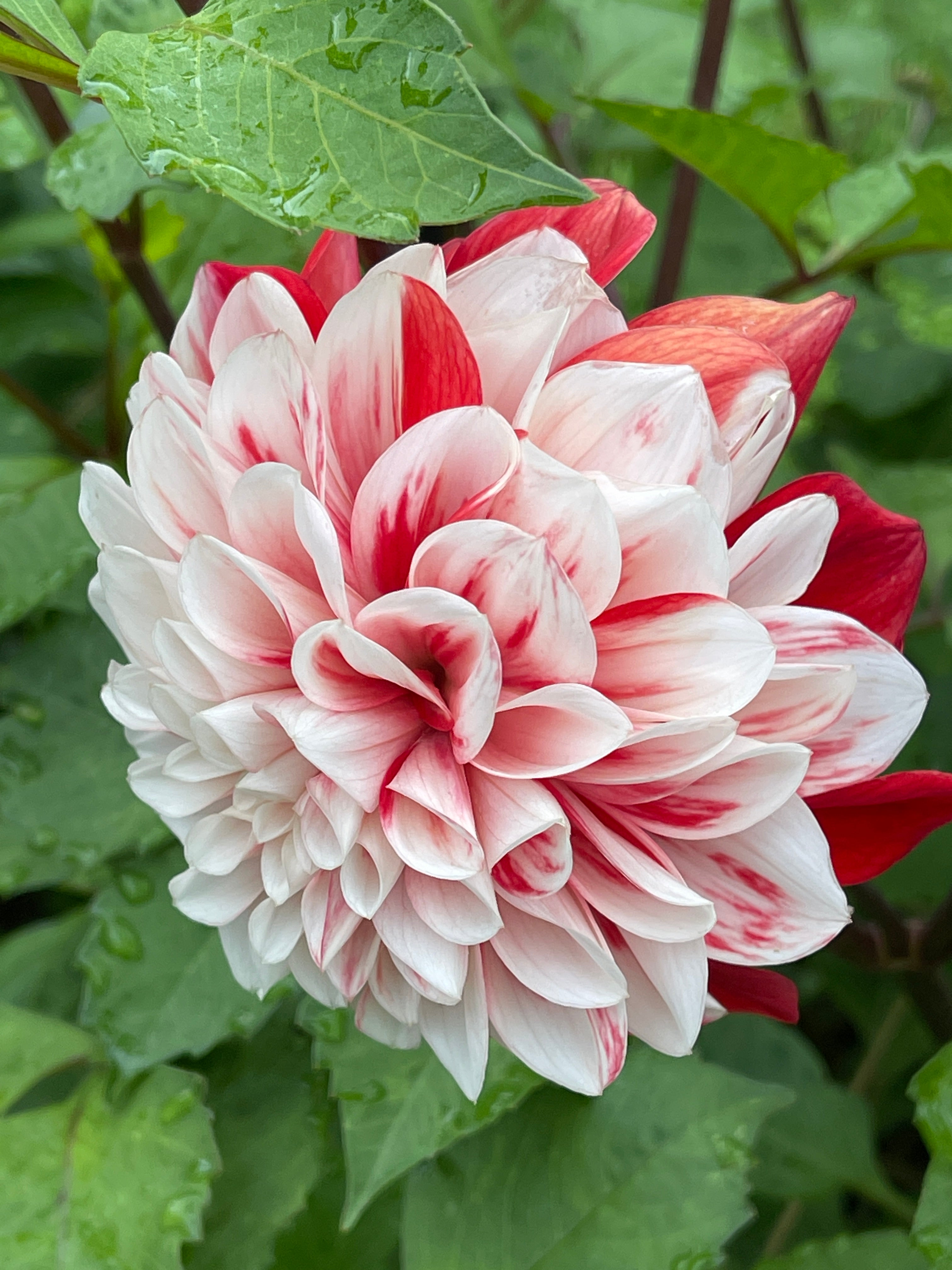 Roshimi Roshini – Southern Highlands Flower Farm