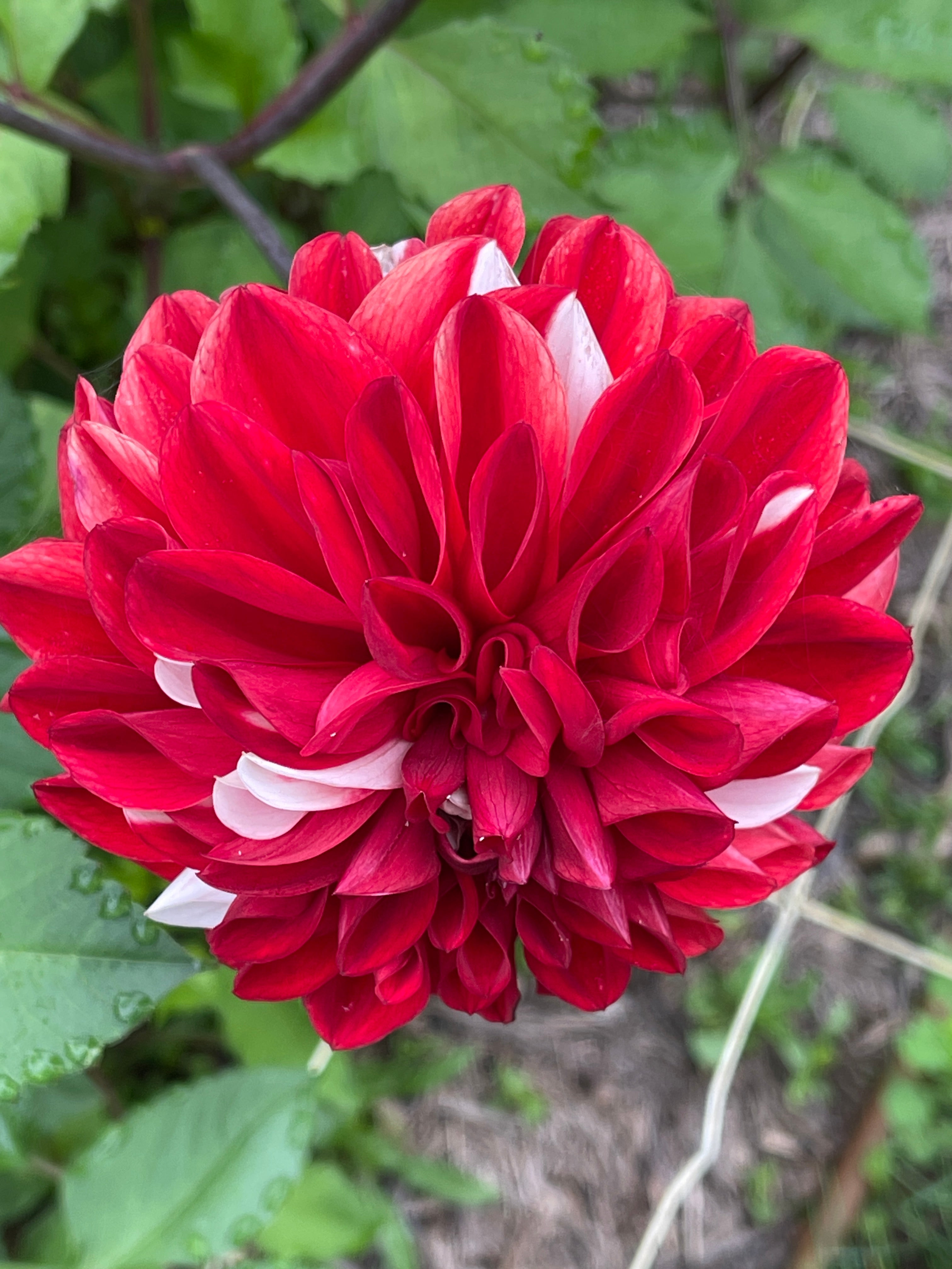 Rossinni Roses Roshini – Southern Highlands Flower Farm