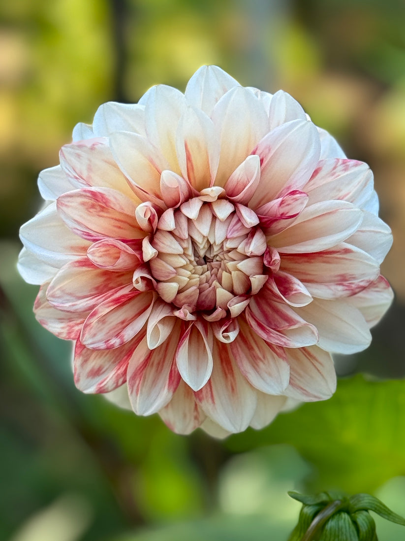 Rossinni Roses Roshini – Southern Highlands Flower Farm