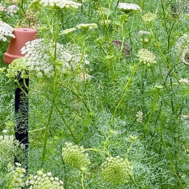 Lace ‘Ammi Green Mist' - 100 SEEDS