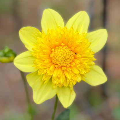 Sandia Sunbonnet