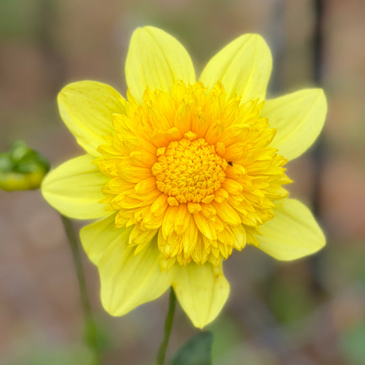 Sandia Sunbonnet