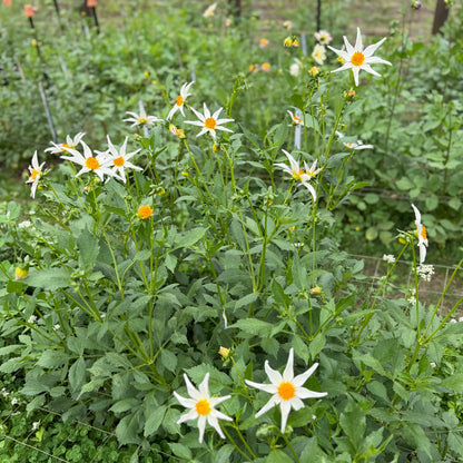 Tahoma Hope
