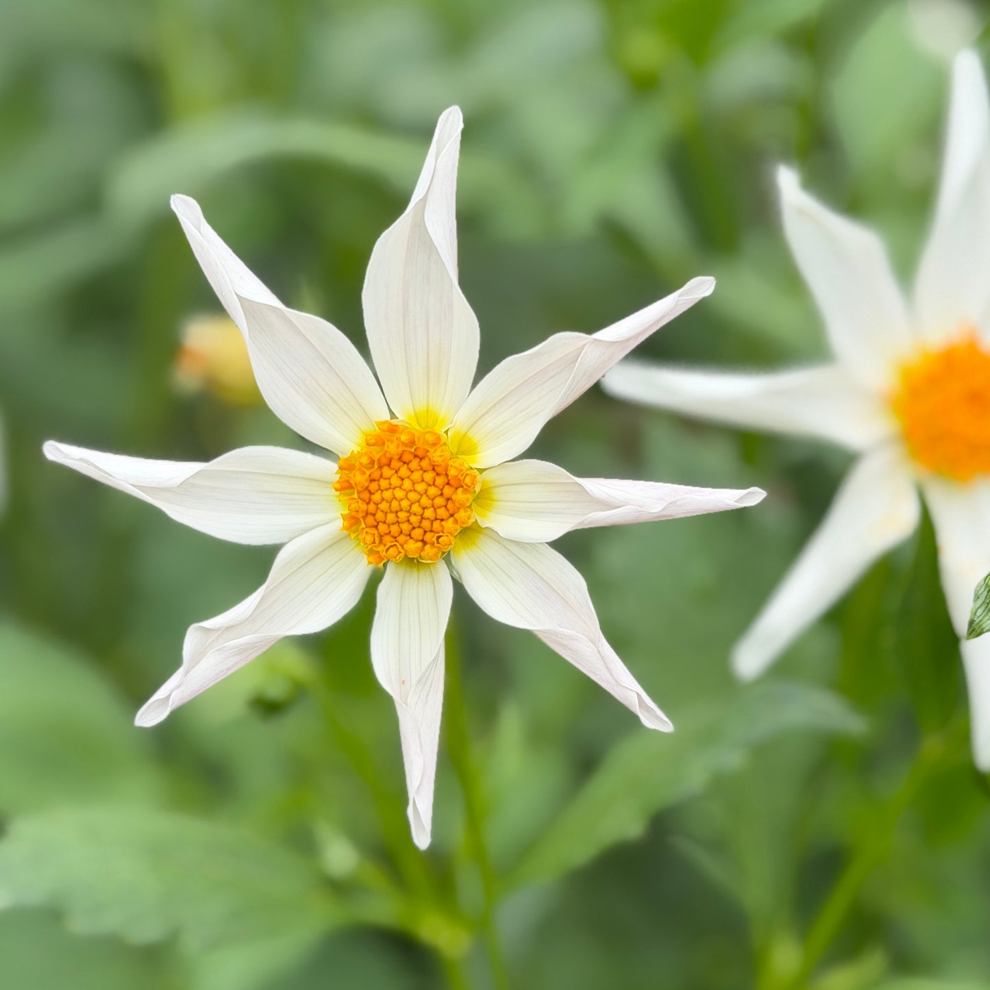 Tahoma Hope