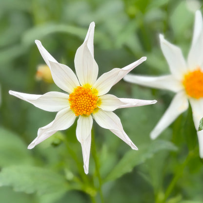 Tahoma Hope
