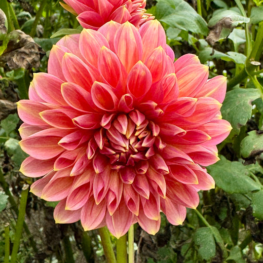 Trevallyn Pride (N/A)