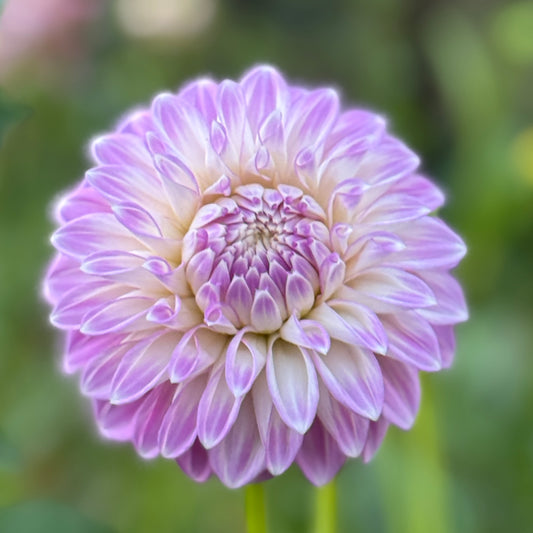 Warraview Leanne (N/A)