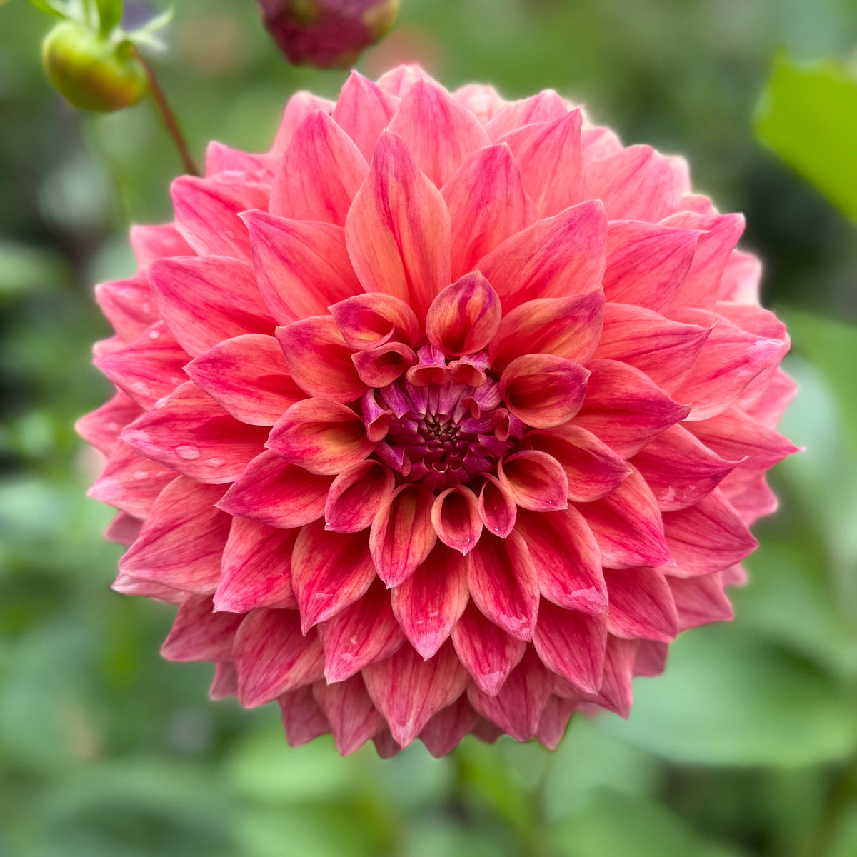 Winkie Cinnamon – Southern Highlands Flower Farm