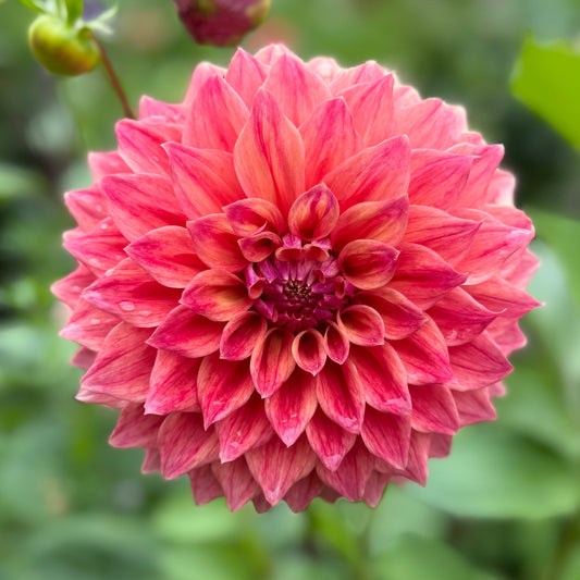 Winkie Cinnamon (N/A)