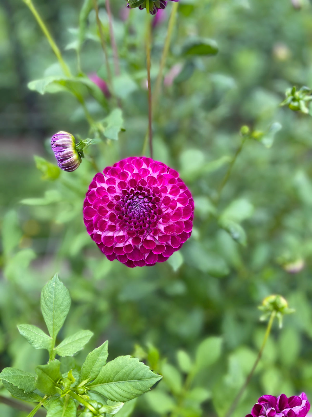 Winkie Gladiator – Southern Highlands Flower Farm