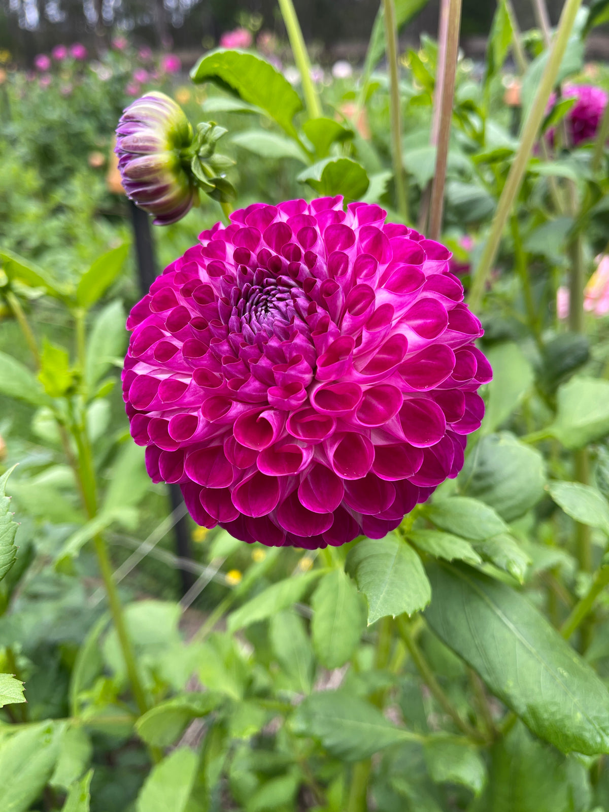 Winkie Gladiator – Southern Highlands Flower Farm