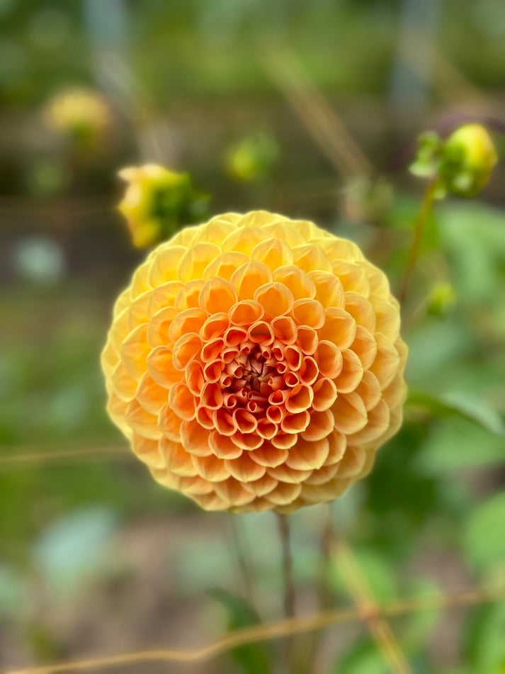 Winkie Nugget – Southern Highlands Flower Farm