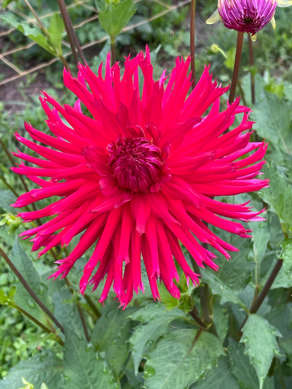 Winkie Volcano – Southern Highlands Flower Farm