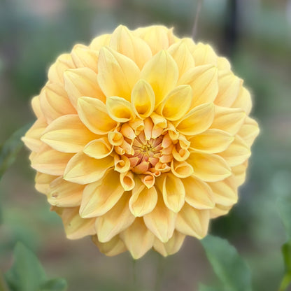 Wintermist Mango Tessie
