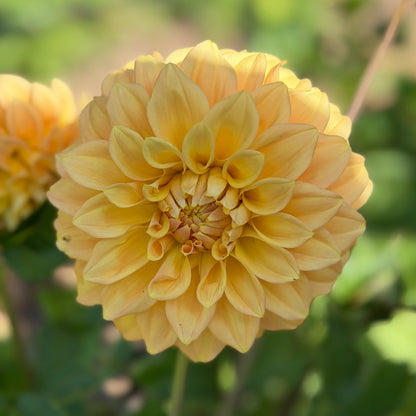 Wintermist Mango Tessie