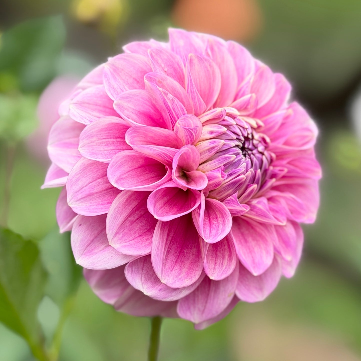 E. Seedling 11