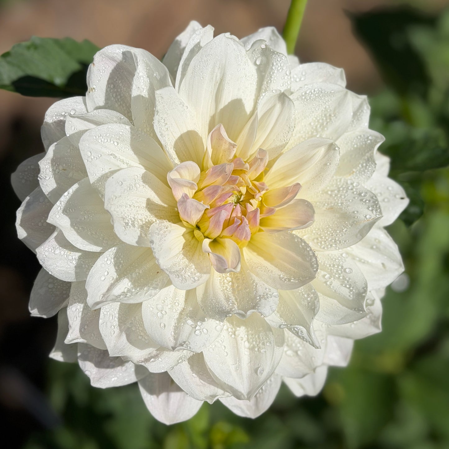 E. Seedling 18
