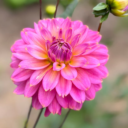 E. Seedling 8