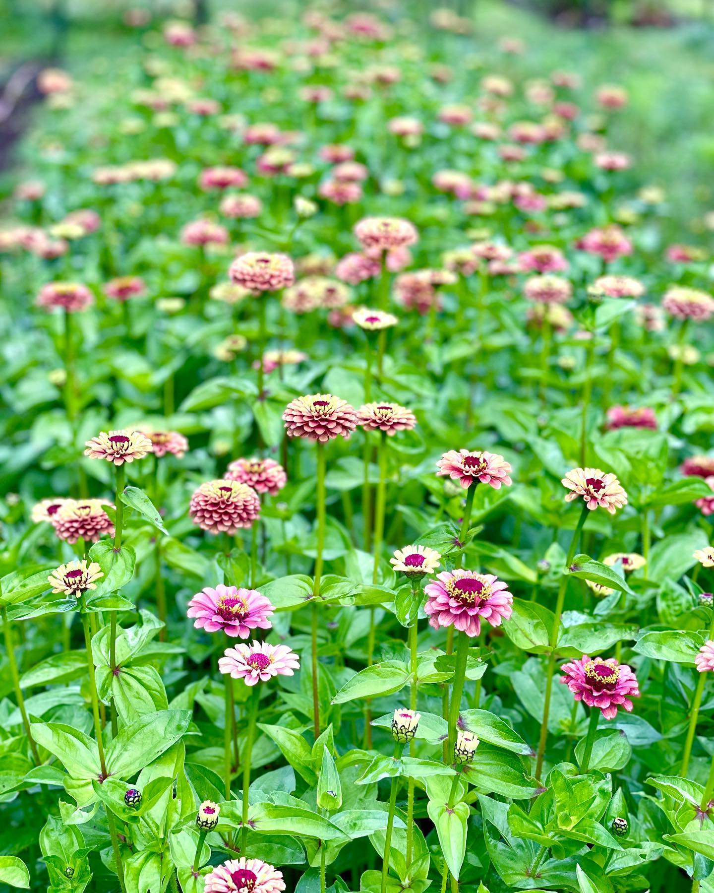 Zinnia 'Queeny Lime Red' - SEEDLING